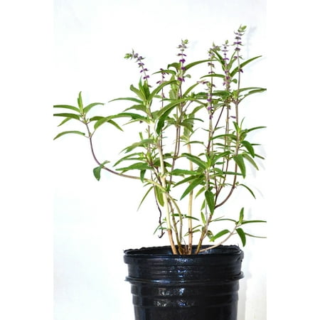 Mexican Bush - Mexican Bush Sage, Salvia leucantha Santa Barbara (State Restrictions Apply)