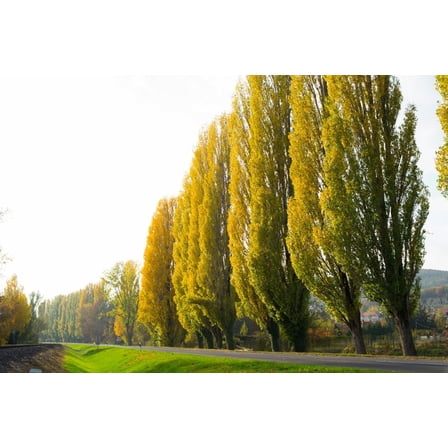 3 Lombardy Poplar Trees for Planting - Great for Privacy, Wind Block, Fast Growing Trees