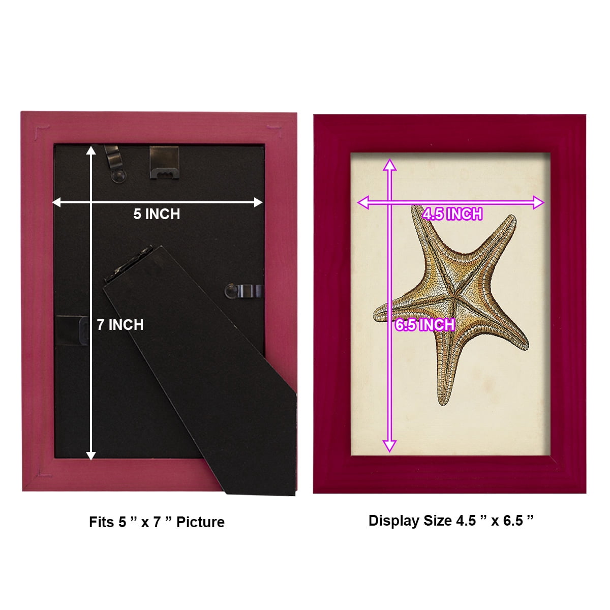 Sealife Collection IV - Framed Print w/glass - Cherry Red