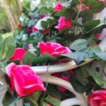 thumbnail image 4 of 4Pcs(32 FT) Artificial Rose Vine Fake Flower Garland Hanging Rose Ivy Hanging Baskets Wedding Arch Garden Background Decor (Red), 4 of 5