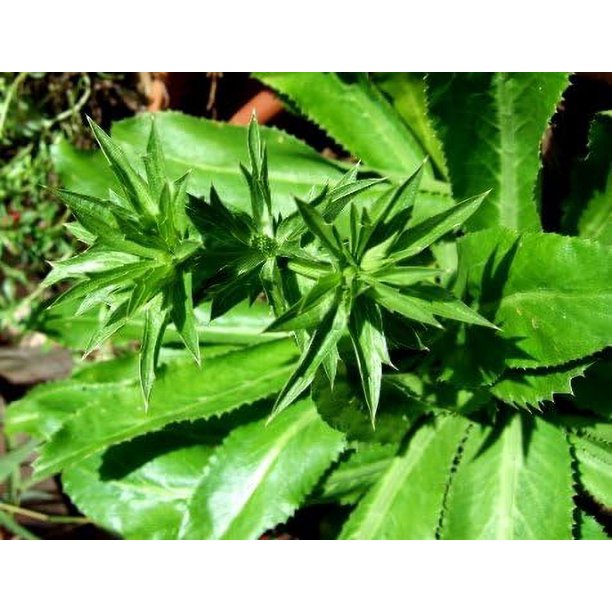 Recao, Culantro, Cilantro ancho, Mexican Coriander (Eryngium foetidum