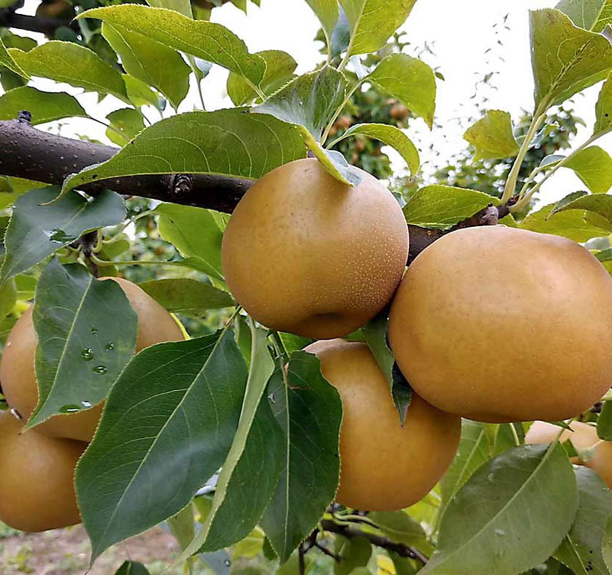 Fresh Asian Pears, Each
