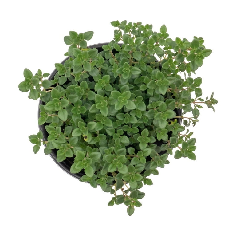 Lemon Thyme, Thymus Citriodorus, Live Fresh Potted Plant in