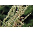 thumbnail image 2 of 1000 COMMON MUGWORT Artemisia Vulgaris Wild Wormwood Herb Yellow Red Flower Seeds, 2 of 9