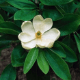 thumbnail image 2 of Sweetbay Magnolia Tree, Magnolia Tree Live Plant, 4'' Inches Quart Pot, Outdoor Landscape, 2 of 5