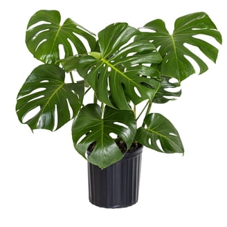 philodendron imperial red propagation Shop Our Philodendron Imperial Red main image 0