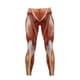thumbnail image 4 of High Waisted Butt Lifting Leggings Muscle Print Yoga Pants for Women S-XXL, 4 of 5