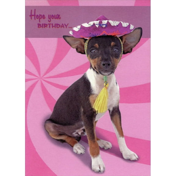 Designer Greetings Chihuahua Wearing Purple Sombrero Funny : Humorous Dog Birthday Card for Her : Woman : Women