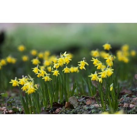 Daffodil Bulb - Yellow Daffodils Growing In A Flower Bed Northumberland England PosterPrint