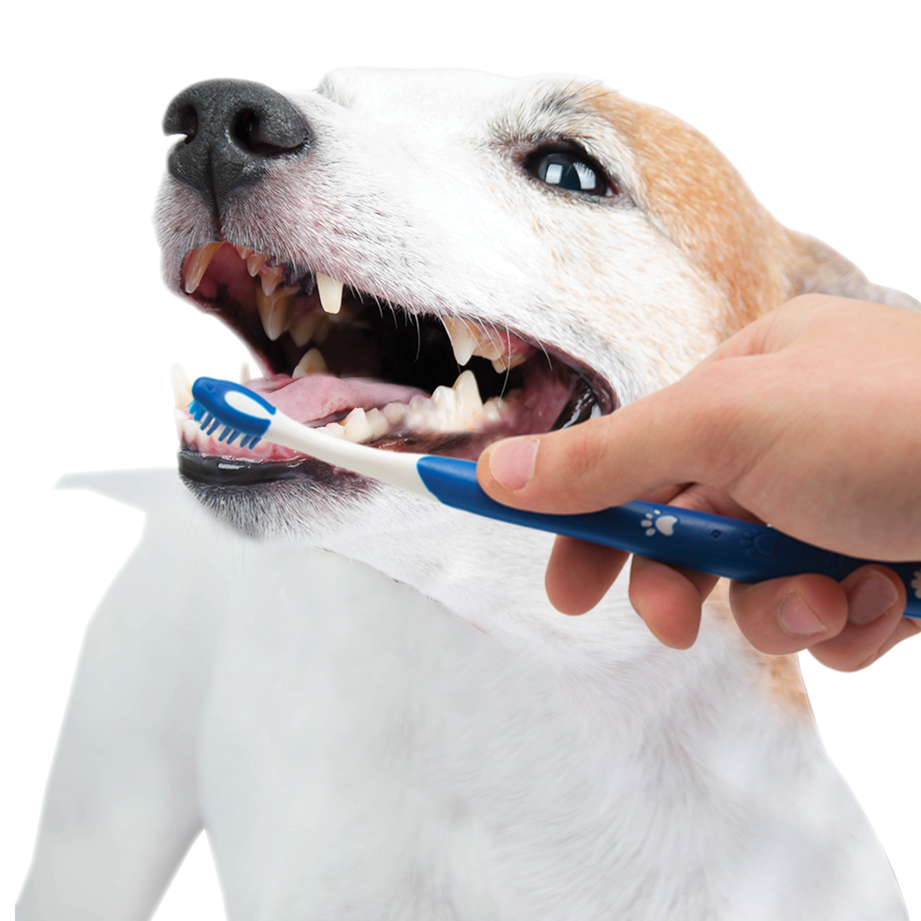 Чистка зубов собакам отзывы. Ультразвуковая чистка зубов собаке. Чистка зубов собаке ультразвуком.