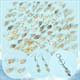 thumbnail image 3 of Colgantes de concha, conchas marinas en espiral, dijes artesanales, colgante de conchas marinas cauri, dijes de conchas naturales, caracolas con asa de bucle, 3 of 9