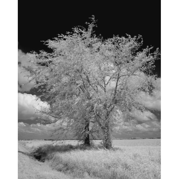 Print: Natchez Trace Parkway, Mississippi, 2008