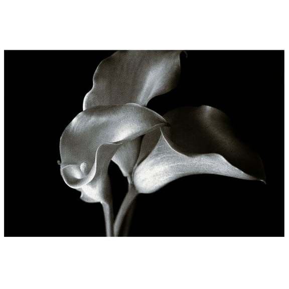 Masterpiece Art Gallery Calla Cluster Lilies By Ilona Wellmann Canvas Art Print 18" x 24"
