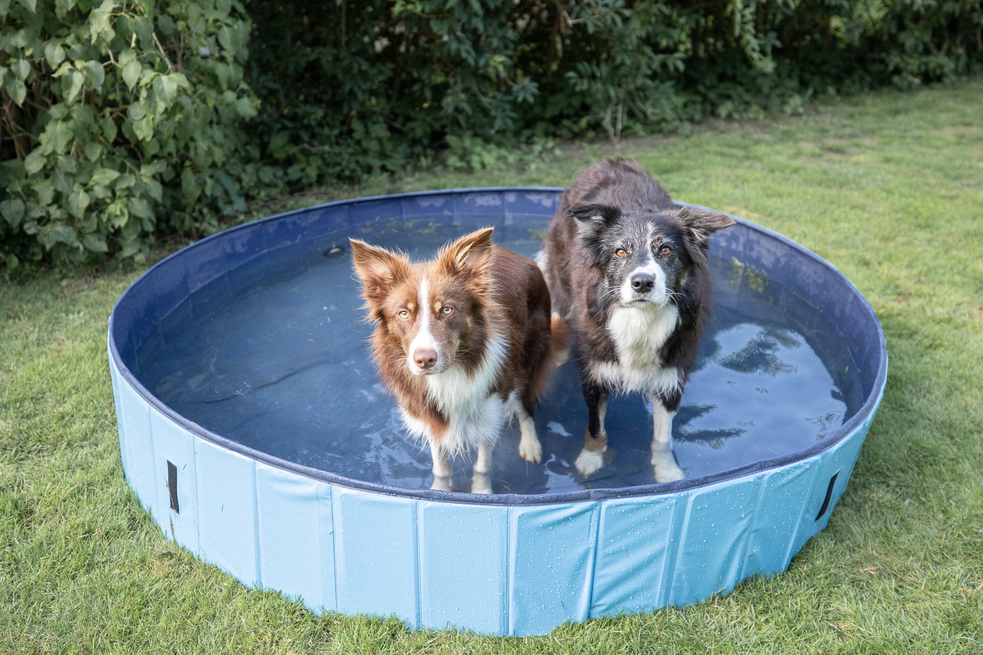 TRIXIE 63" Outdoor Splash Pool for Dogs, Foldable Playpen, Bathtub, Blue, XX-Large