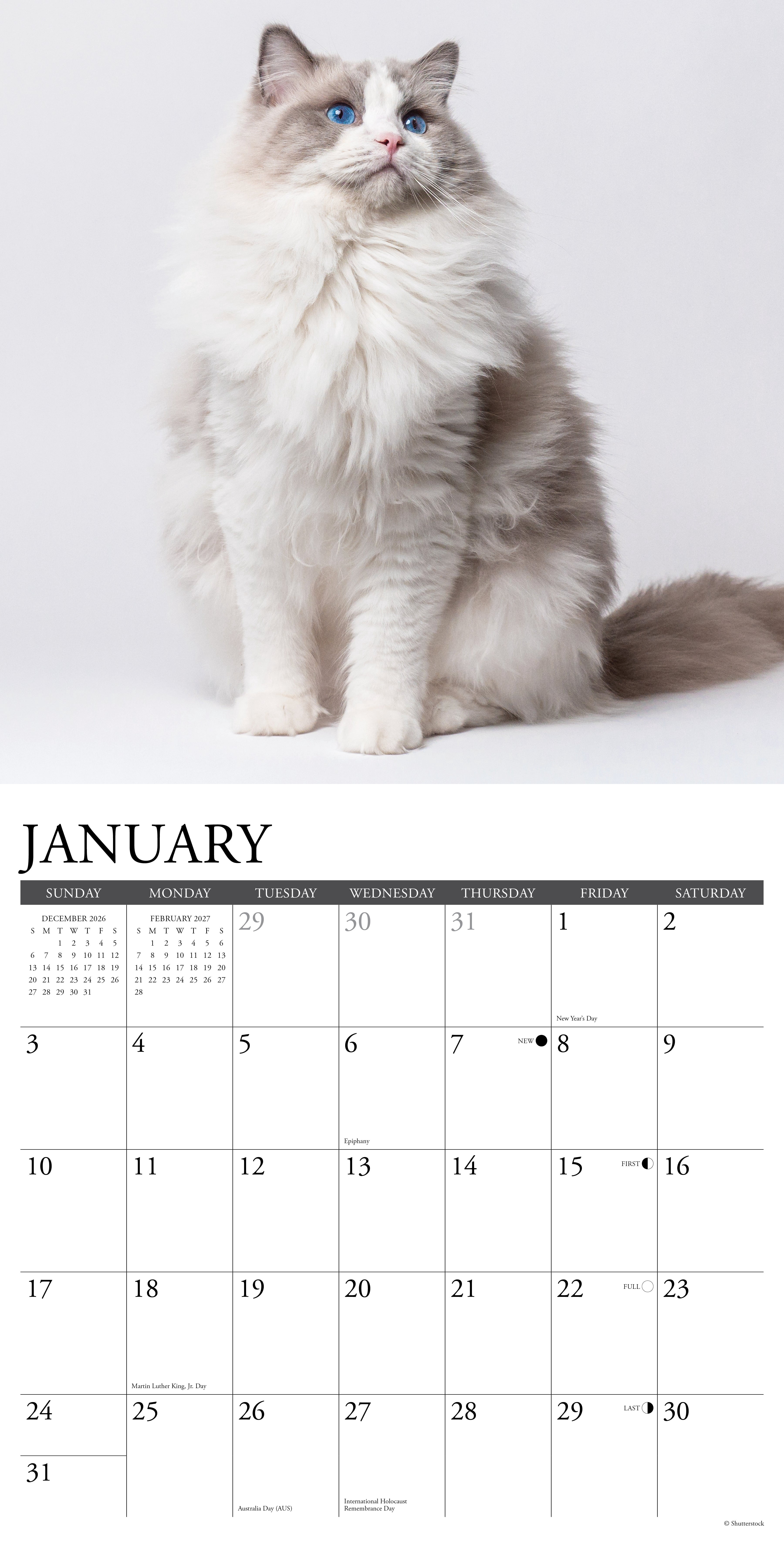 Willow Creek Press, Ragdoll Cats 2027 Wall Calendar