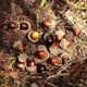 thumbnail image 4 of Toystoory 50 Uds. De rellenos de adorno de bellotas artificiales realistas de PVC para fiestas temáticas de otoño que ayudan a acercarse a la Plantas Artificiales, 4 of 6