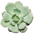 thumbnail image 2 of Graptoveria Moonglow (4"+ Clay Pot) - Tiny, Lovely, Easy to Care Succulent for Beginners - Live Succulent for Home Office, 2 of 8