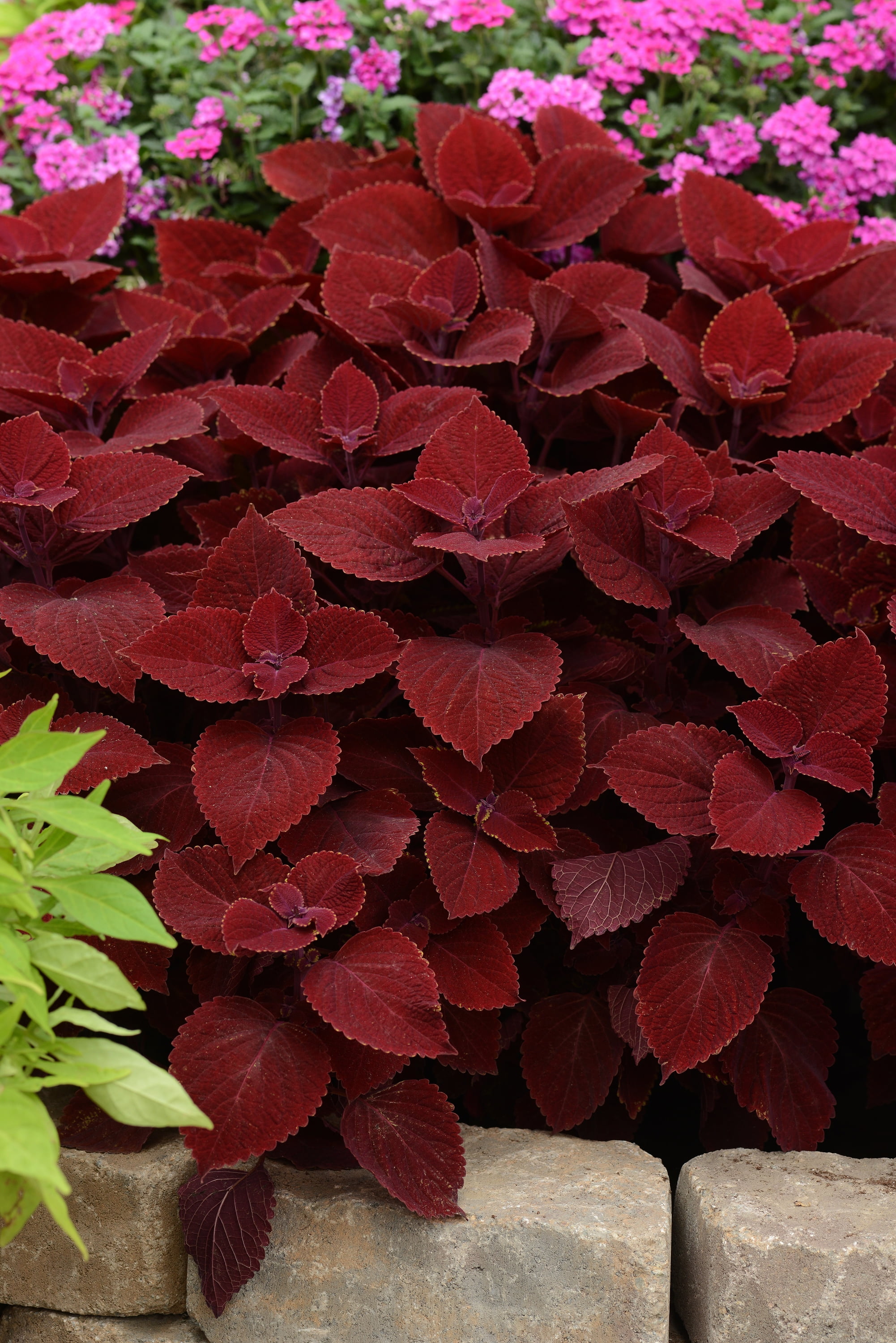 Dragon S Breath 2 5qt Celosia Annual Potted Full Sun Plant Walmart Com Walmart Com Dragon S Breath 2 5qt Celosia Annual Potted Full Sun Plant Walmart Com Walmart Com