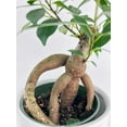 thumbnail image 2 of Ficus Microcarpa 'Moclame' Mini Bonsai Tree - Live Air-Purifying Indoor Plant in Nursery Pot – Easy Care, Low Maintenance Houseplant for Home & Office Decor, Natural Air Cleaner, Best for Beginners, 2 of 7