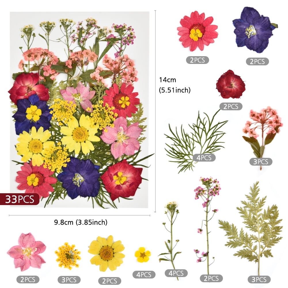Pressed Flowers Small Dried Flowers Diy Scrapbooking Preserved Flower Decoration Home Mini Real Dry Plants For Nail Art Resin Mold Fillings Mixed Petals For Home Decor Handicraft Candle Epoxy Walmart Com Walmart Com