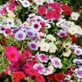 thumbnail image 4 of Victoryventor 1200+ Mixed Phlox Creeping Perennial Ground Cover Plant Seeds, 4 of 5