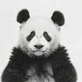 thumbnail image 6 of WYYP Panda Bear Round Tablecloth 100% Polyester Fiber Waterproof White, 6 of 8