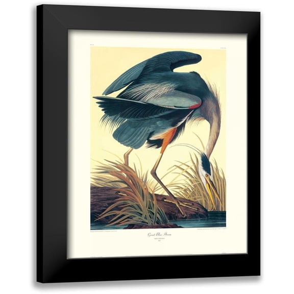 Audubon, John James 12x14 Black Modern Framed Museum Art Print Titled - Great Blue Heron (decorative border)
