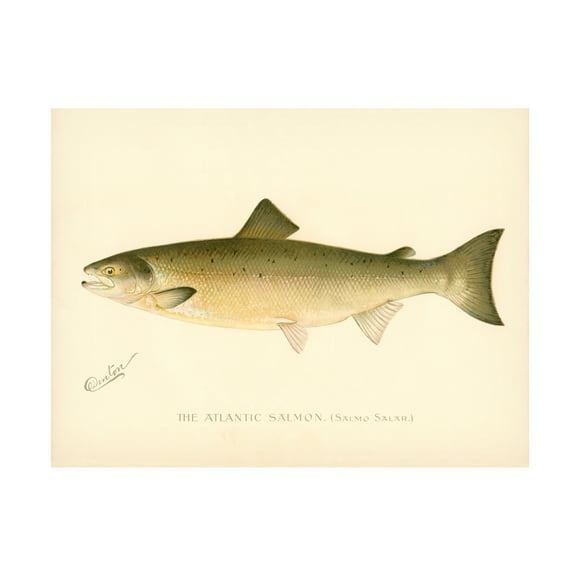 Print Collection 'The Atlantic Salmon' Canvas Art