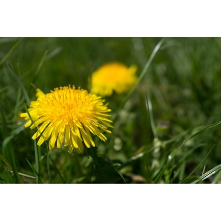 LAMINATED POSTER Coltsfoot Dandelion Yellow Grass Spring Poster Print 24 x