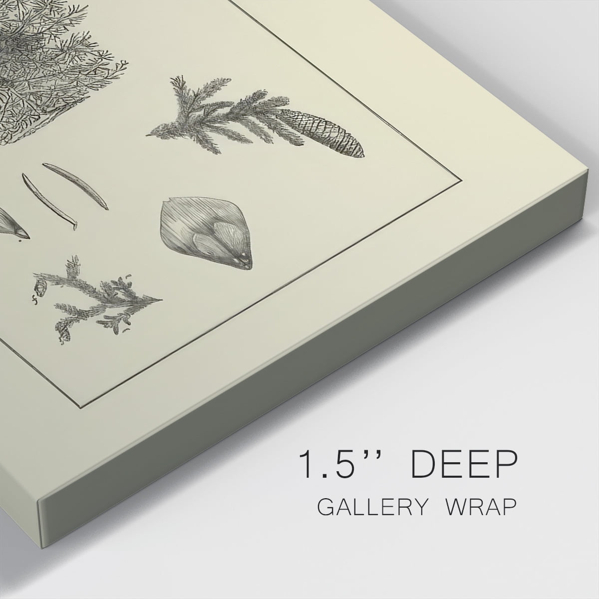 Arbor Study I- Gallery Wrapped Canvas