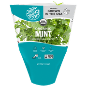 Organic Mint - Living Herb