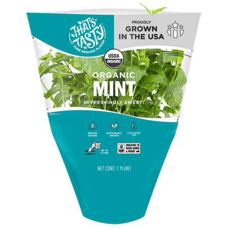 Organic Mint - Living Herb