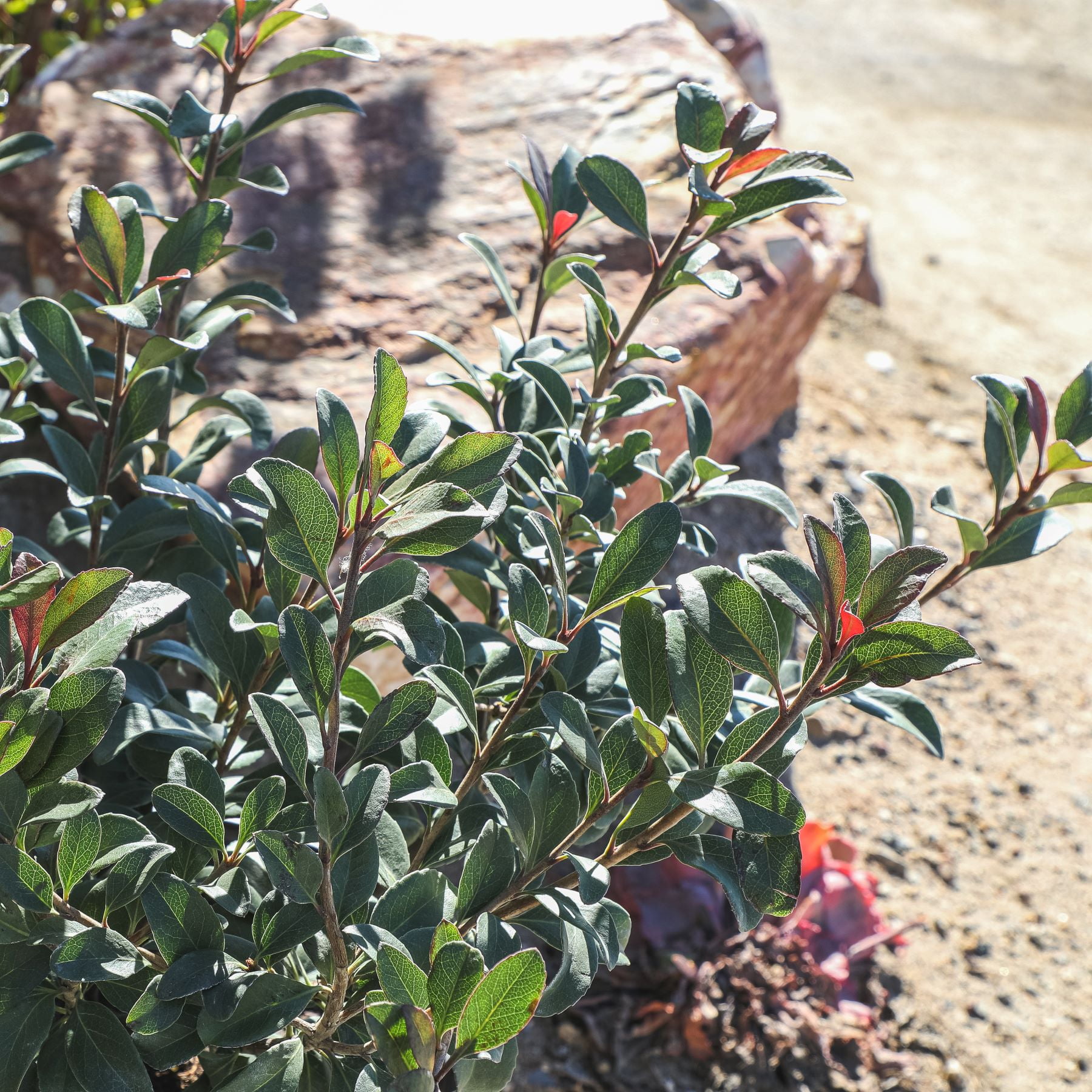 Expert Gardener Bay Breeze Rhaphiolepis Indian Hawthorn Live Plant, 12-15 in Tall