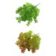 thumbnail image 2 of 2x Micro Flores Artificiales Adornos Plantas Suculentas Decoración de para hogar, 2 of 9