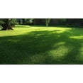 St. Augustine 'Seville' Sod 9 Live Plugs Drought, Salt & Shade