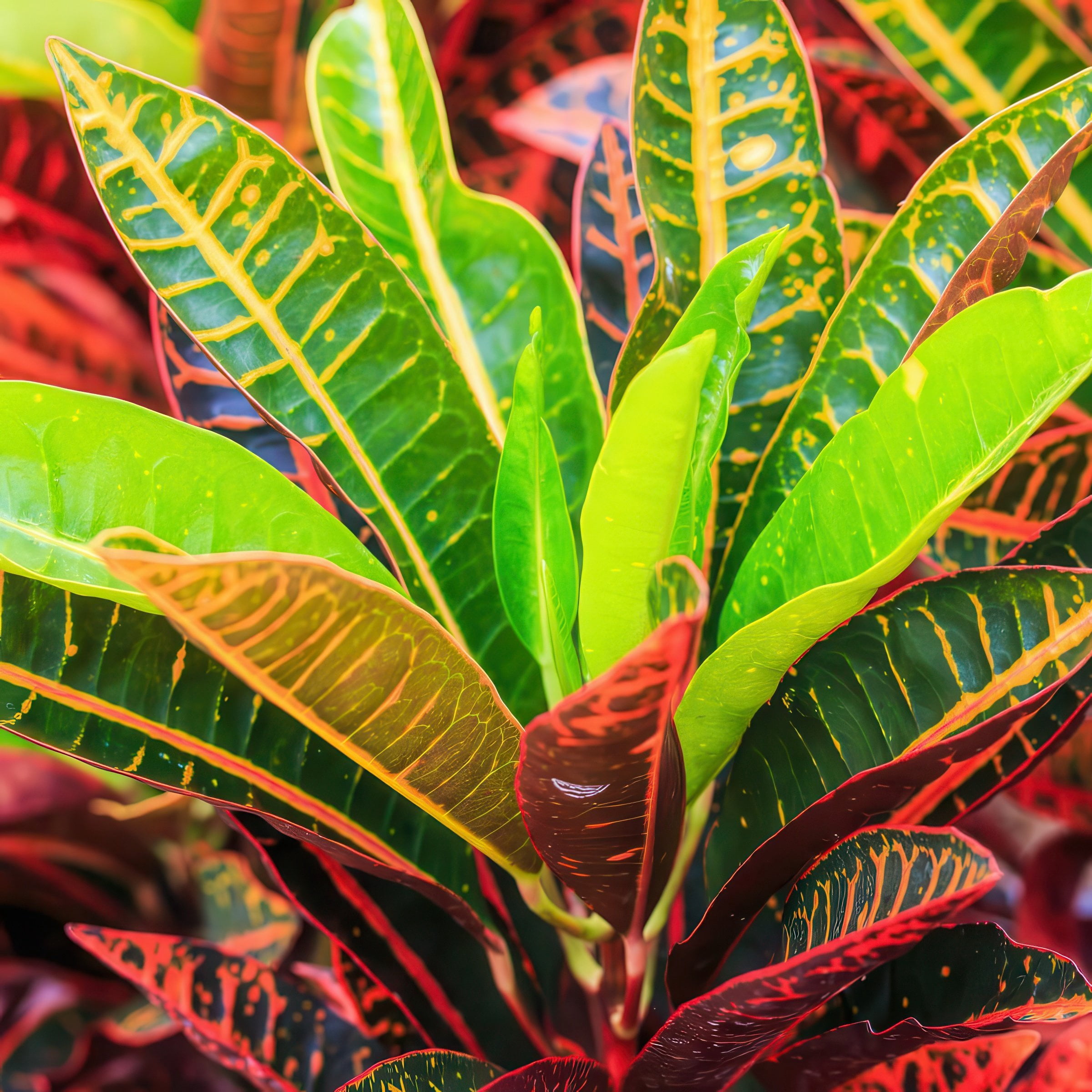 6 in. Croton Red Iceton Plant in Grower Container
