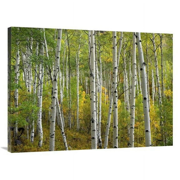 30 x 40 in. Aspen Trees in Fall, Colorado Art Print - Tim Fitzharris