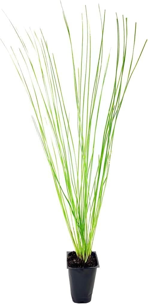 Longleaf Pine Tree  3 Live Plants  Pines Palustris  Hardy Fast Growing Evergreen Eco-Friendly Trees