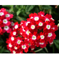 thumbnail image 4 of Red White Bicolor Verbena Live Plant for Planting, Red White Flower Plant for Groundcover Outdoor, Spring Flowers Plant, 4 to 6 Inch Tall, Ship No Pot, 4 of 5