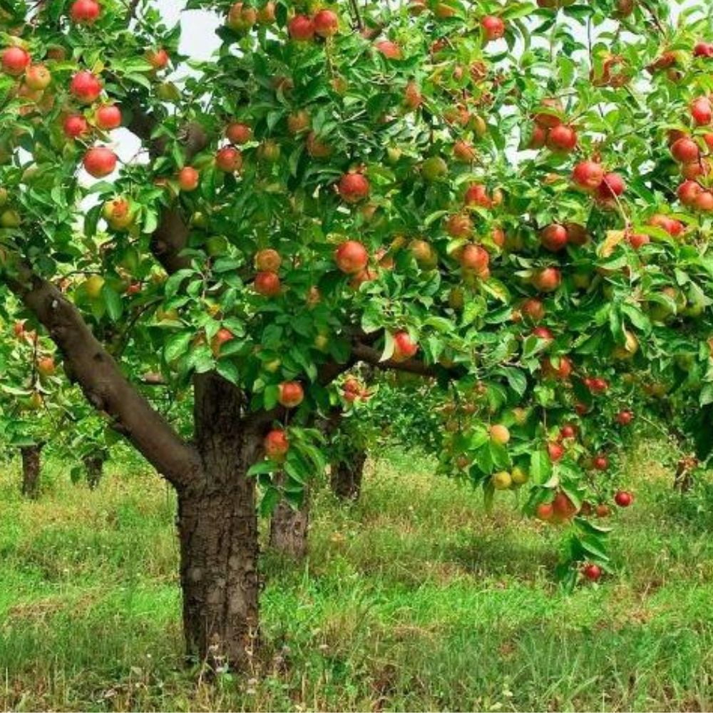 Expert Gardener 2-3 ft tall Pink Lady Apple Live Tree in 5-Gallon Grower Pot