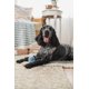 thumbnail image 4 of Pelotas de goma y palitos masticables de goma Harry Barker de juguete para perros, paquete de 6, 4 of 4