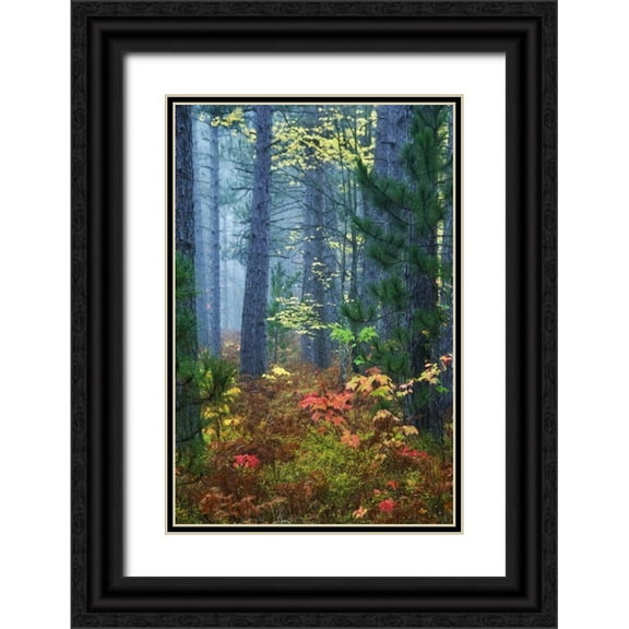 Rotenberg, Nancy 23x32 Black Ornate Wood Framed with Double Matting Museum Art Print Titled - Michigan Fall foliage and pine trees in fog