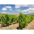 thumbnail image 2 of Eggers, Julie 14x12 White Modern Wood Framed Museum Art Print Titled - Portugal-Douro Valley-Vineyards lining the hills, 2 of 4