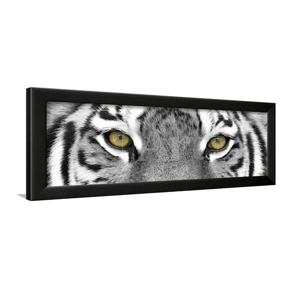 Tiger, Animals Framed Art Print Wall Art by PhotoINC Sold by Art.Com