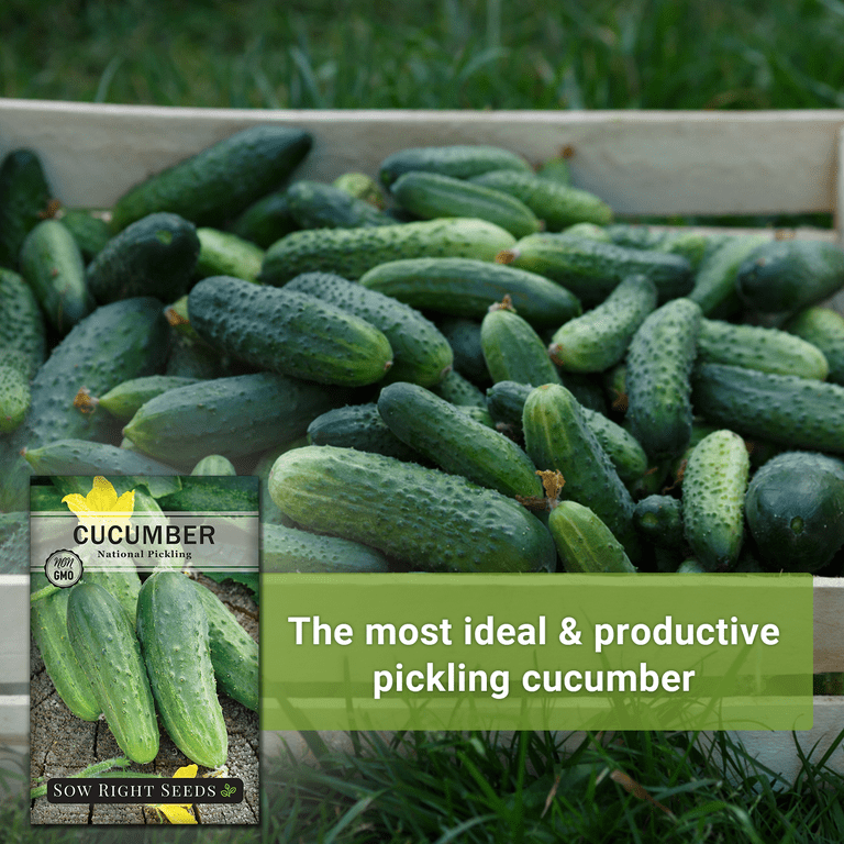 Buy National Pickling Cucumber Vegetable Seed Online