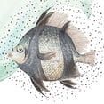 thumbnail image 3 of Pinto, Patricia 15x15 Black Modern Framed Museum Art Print Titled - Coastal Fish I, 3 of 5