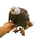 thumbnail image 4 of Colgante de búho repelente de pájaros Manor | Decoración de espantapájaros para exteriores con cascabeles y cinta | Carillón de viento para proteger jardines y huertos, 4 of 6