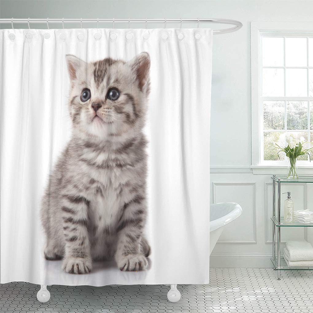 SUTTOM Baby Cat Kitten on White Kitty Cute Little Adorable Shower Curtain 66x72 inch