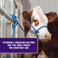 thumbnail image 2 of shiyou-WEAVER Leather Stierwalt Breaking Halter, 2 of 4