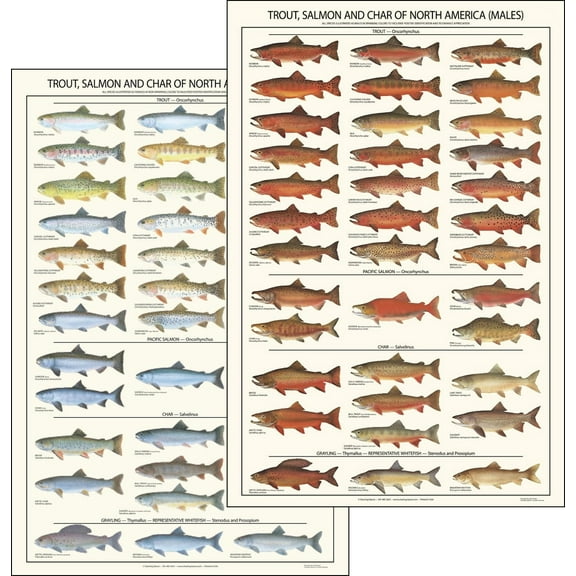 Fish Poster: Trout, Salmon Male & Female Identification Chart Set - 12"x18"